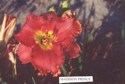 Madison Prince