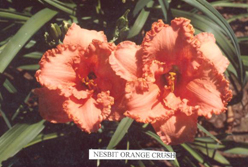 Nesbit Orange Crush