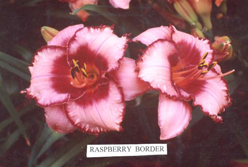 Raspberry Border