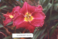 RaspberryRave