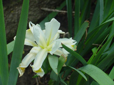 Iris Orientalis (Spuria)
